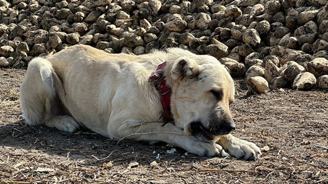 Eskişehir'deki bu köpek günde 4 kilogram pancar yiyor!