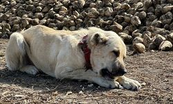 Eskişehir'deki bu köpek günde 4 kilogram pancar yiyor!