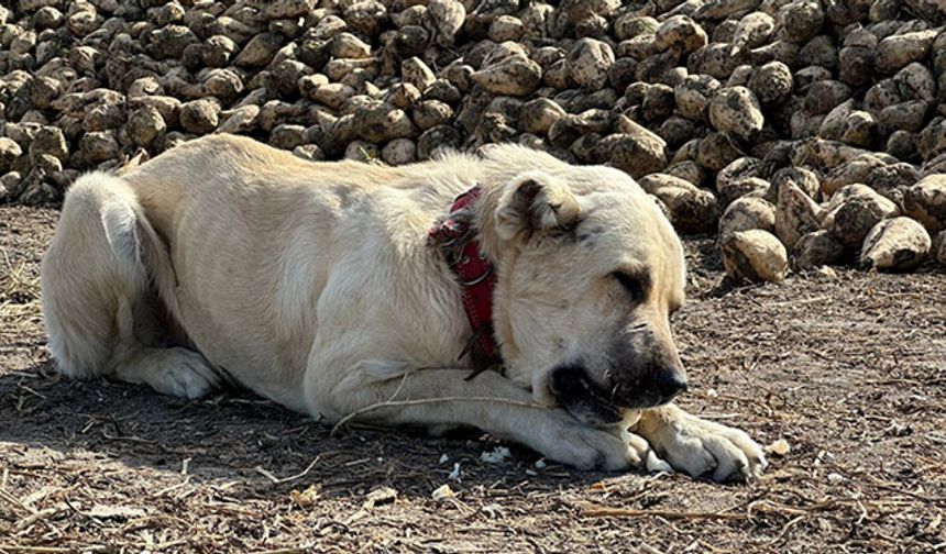 Eskişehir'deki bu köpek günde 4 kilogram pancar yiyor!